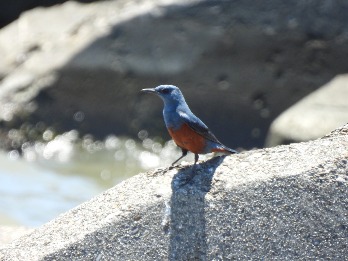 Blue Rock-Thrush (philippensis) - ML635880360