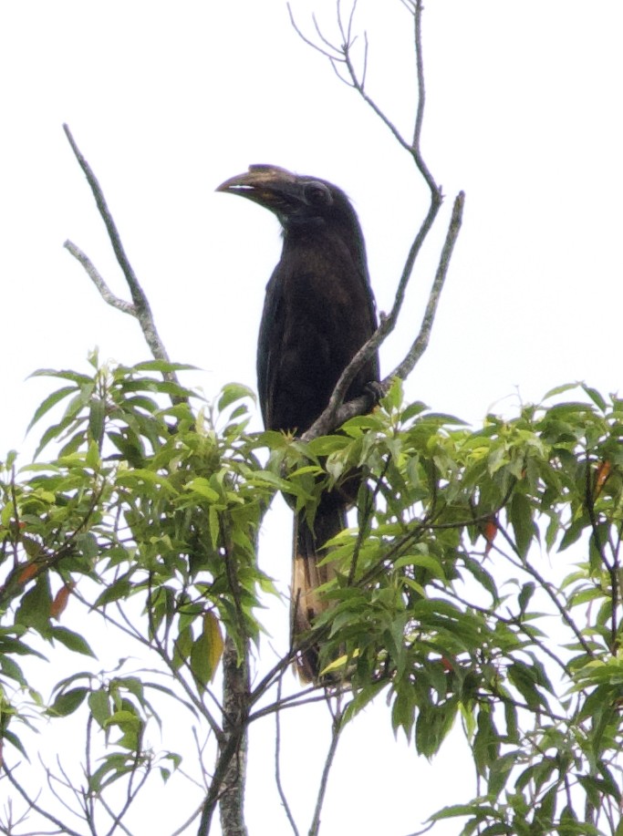 Samar Hornbill - ML635880398