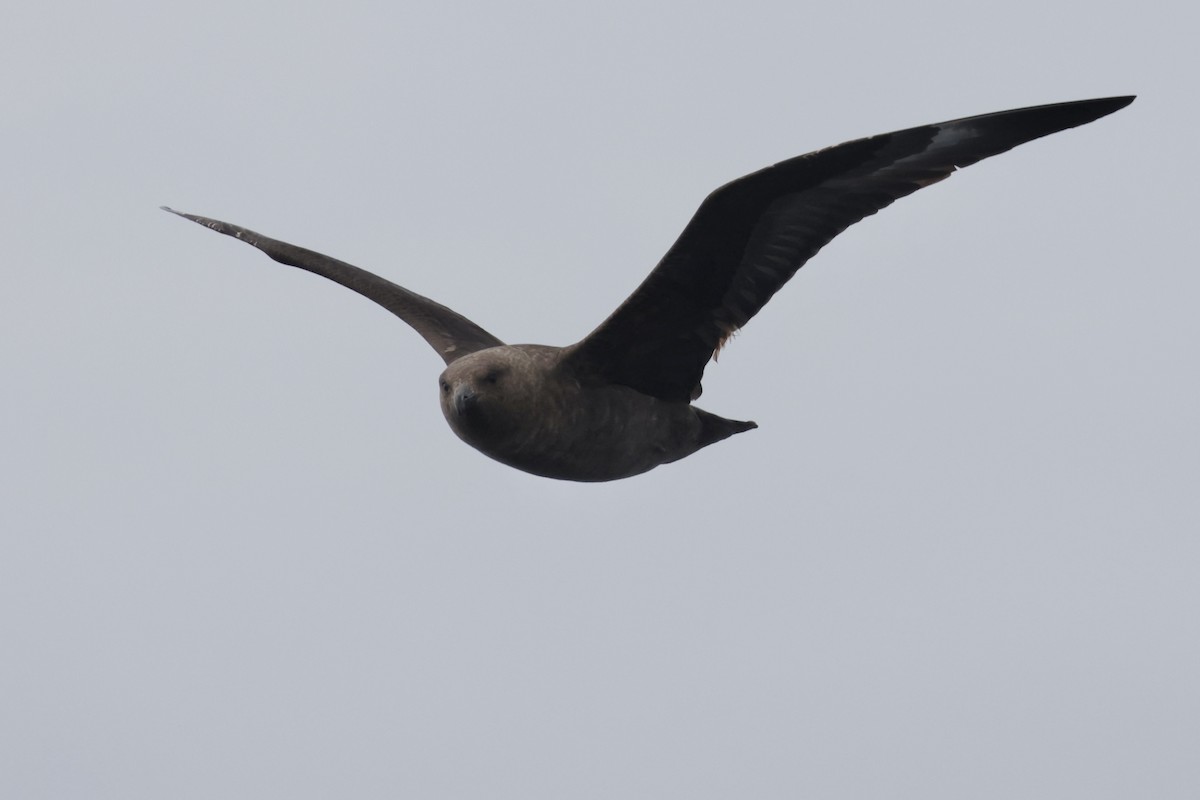 South Polar Skua - ML635880413
