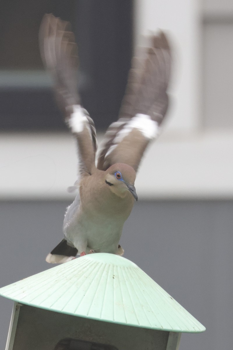White-winged Dove - ML635880424