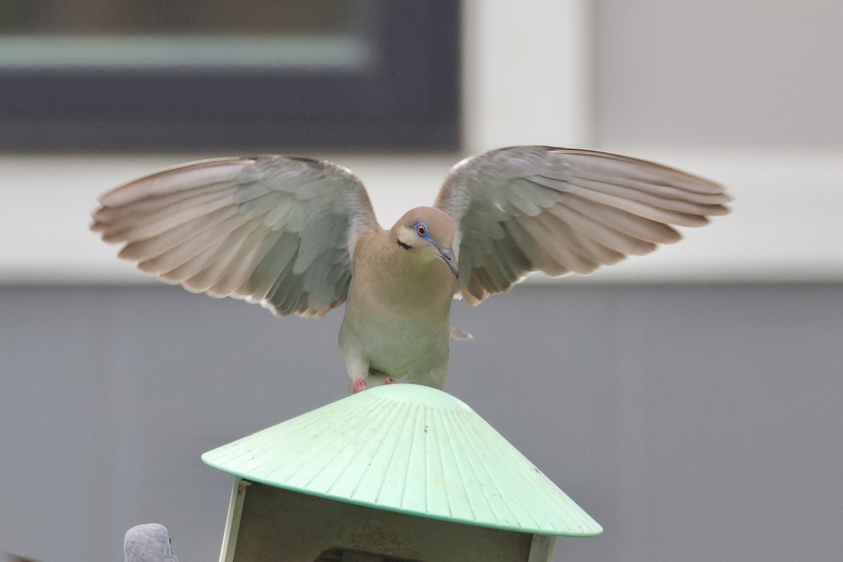 White-winged Dove - ML635880425