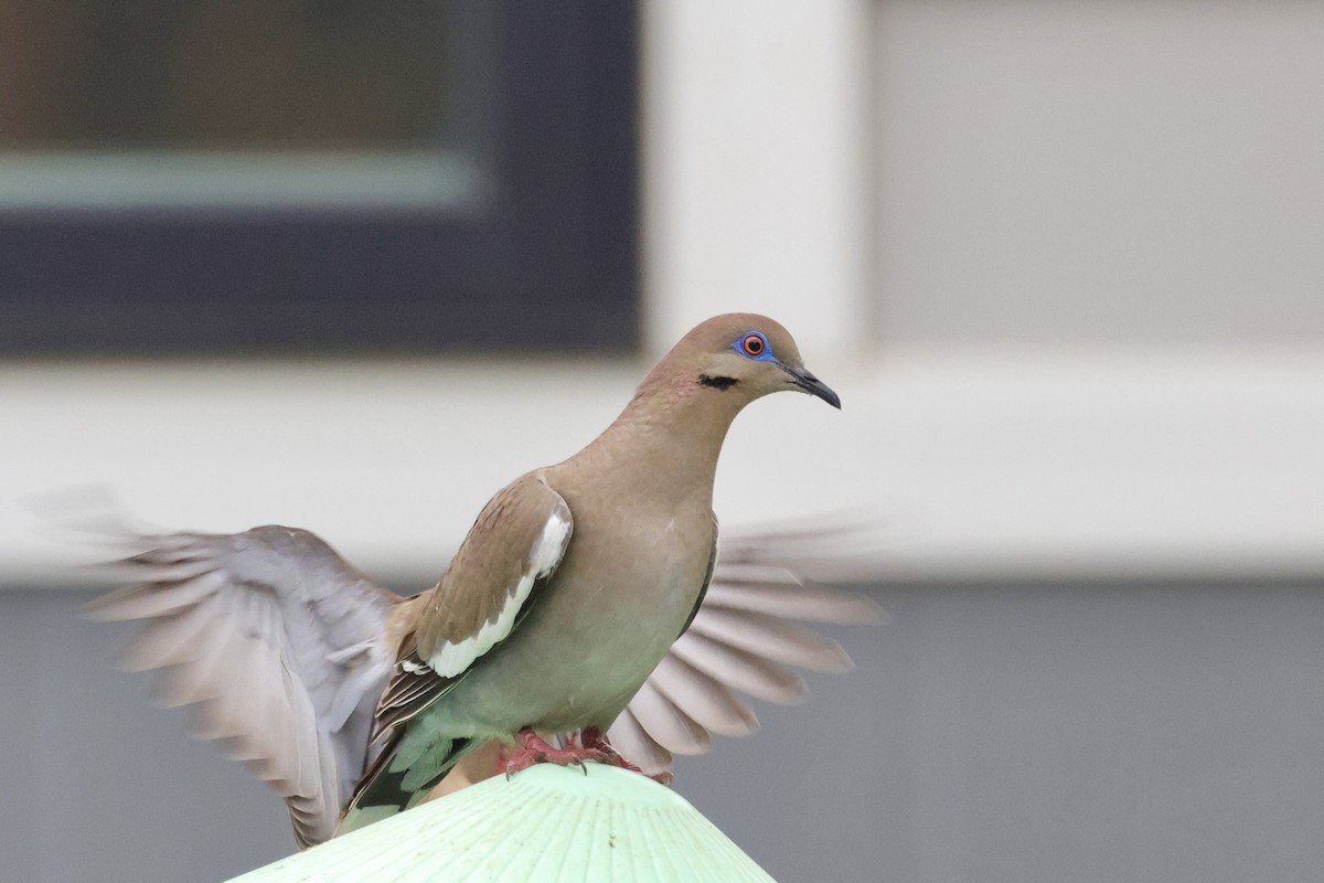 White-winged Dove - ML635880426