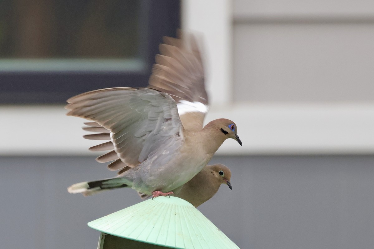 White-winged Dove - ML635880427