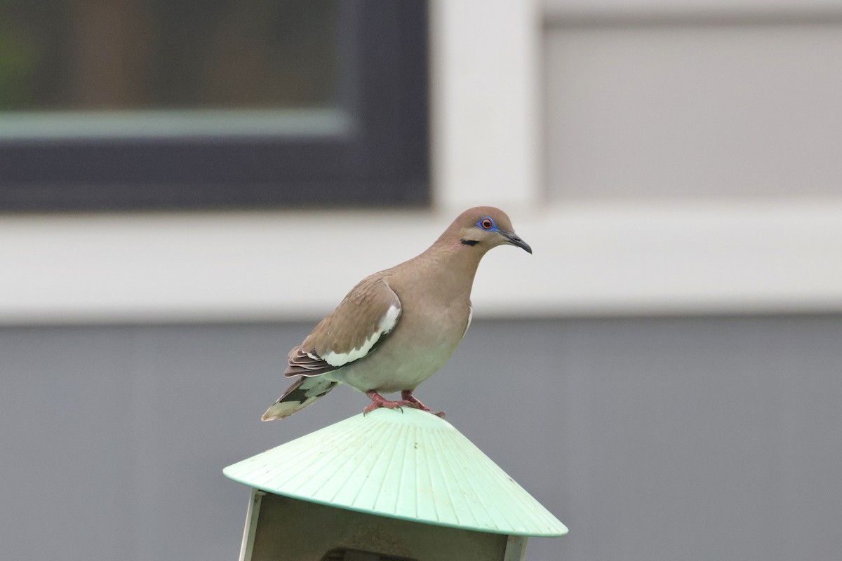 White-winged Dove - ML635880428