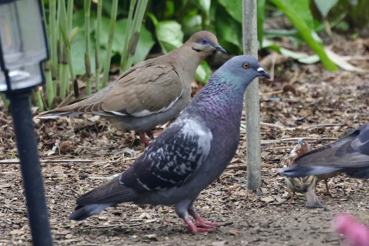 White-winged Dove - ML635880429
