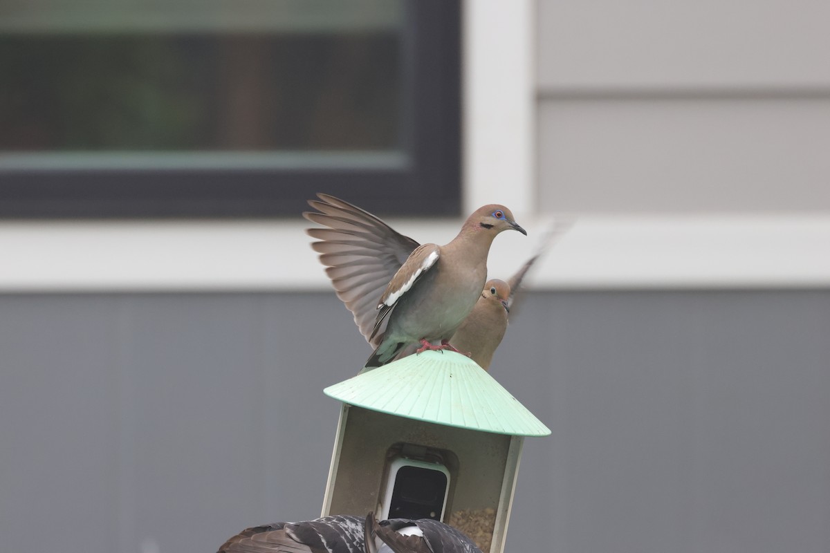White-winged Dove - ML635880431