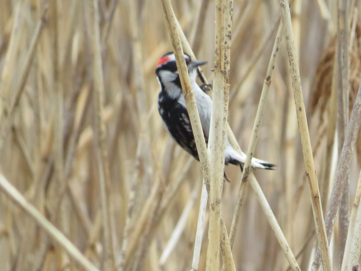 Downy Woodpecker - ML635880468