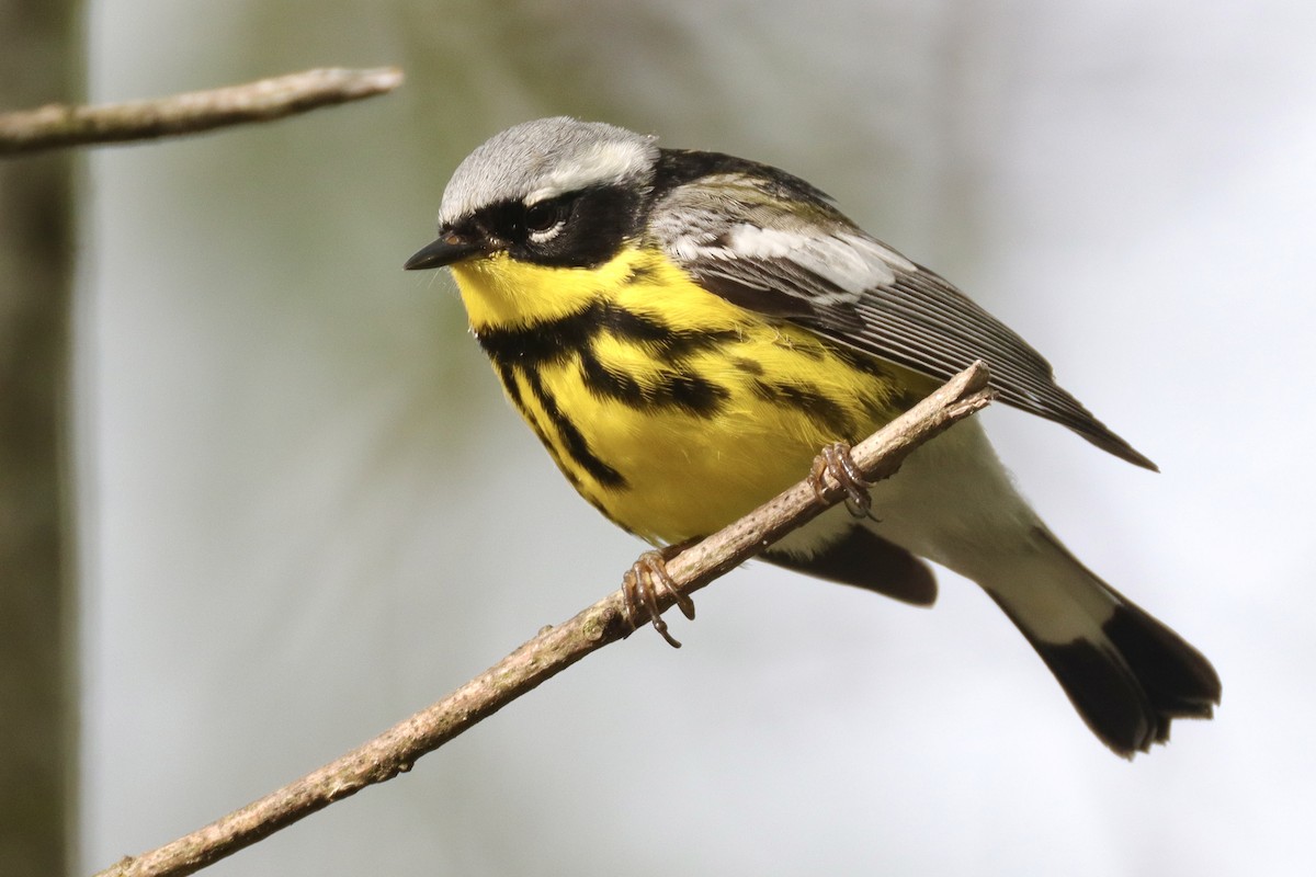 Magnolia Warbler - ML635880473