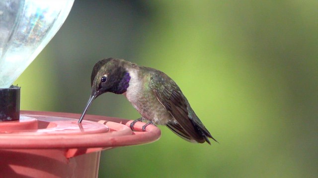Black-chinned Hummingbird - ML635880480