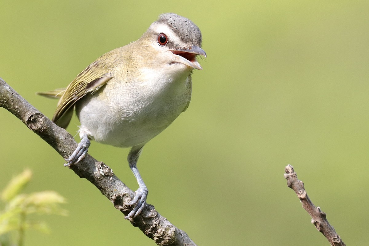 Red-eyed Vireo - ML635880511