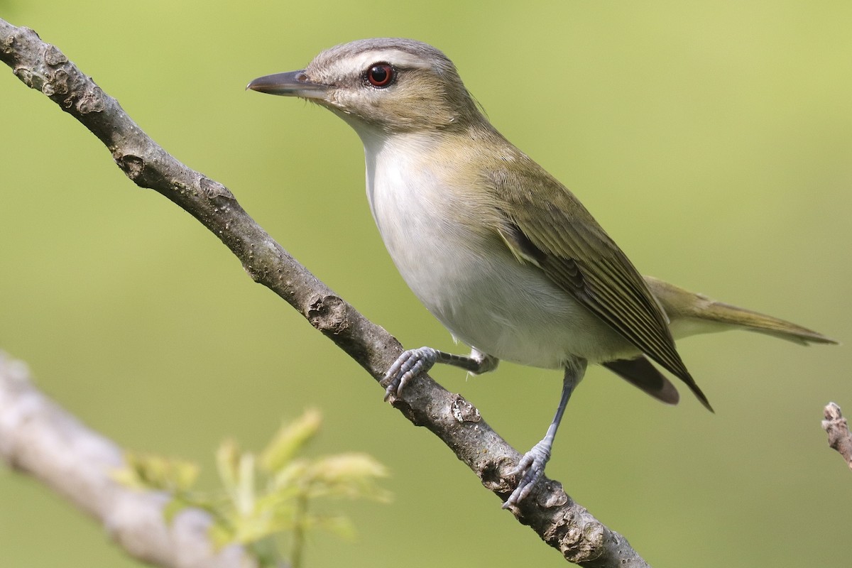 Red-eyed Vireo - ML635880512