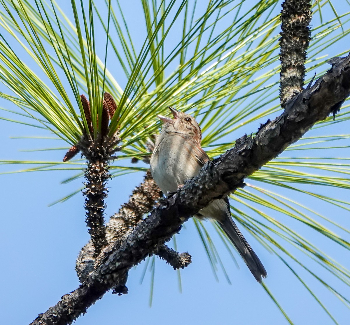 Bachman's Sparrow - ML635880625
