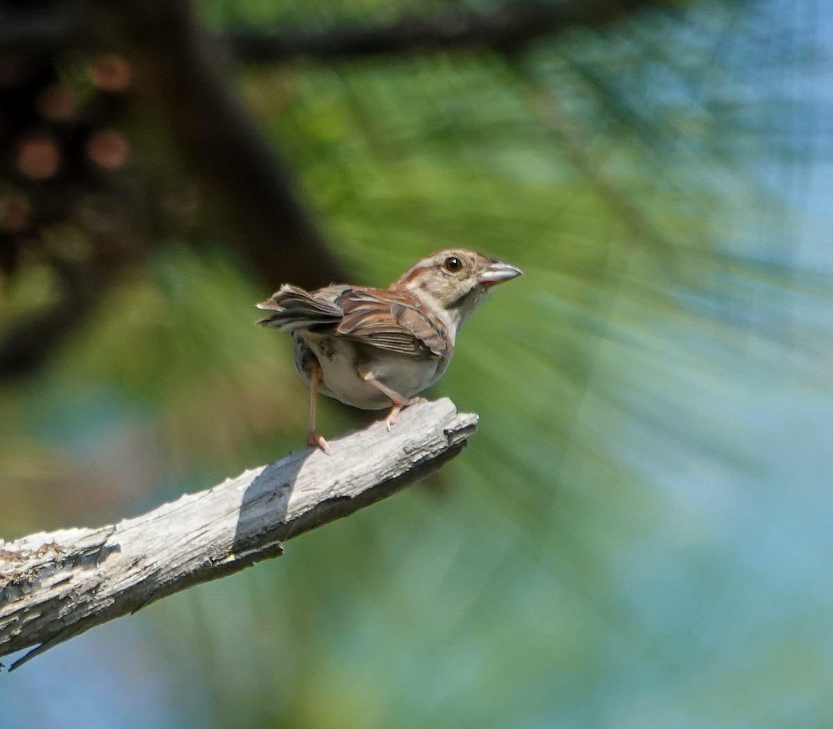 Bachman's Sparrow - ML635880626