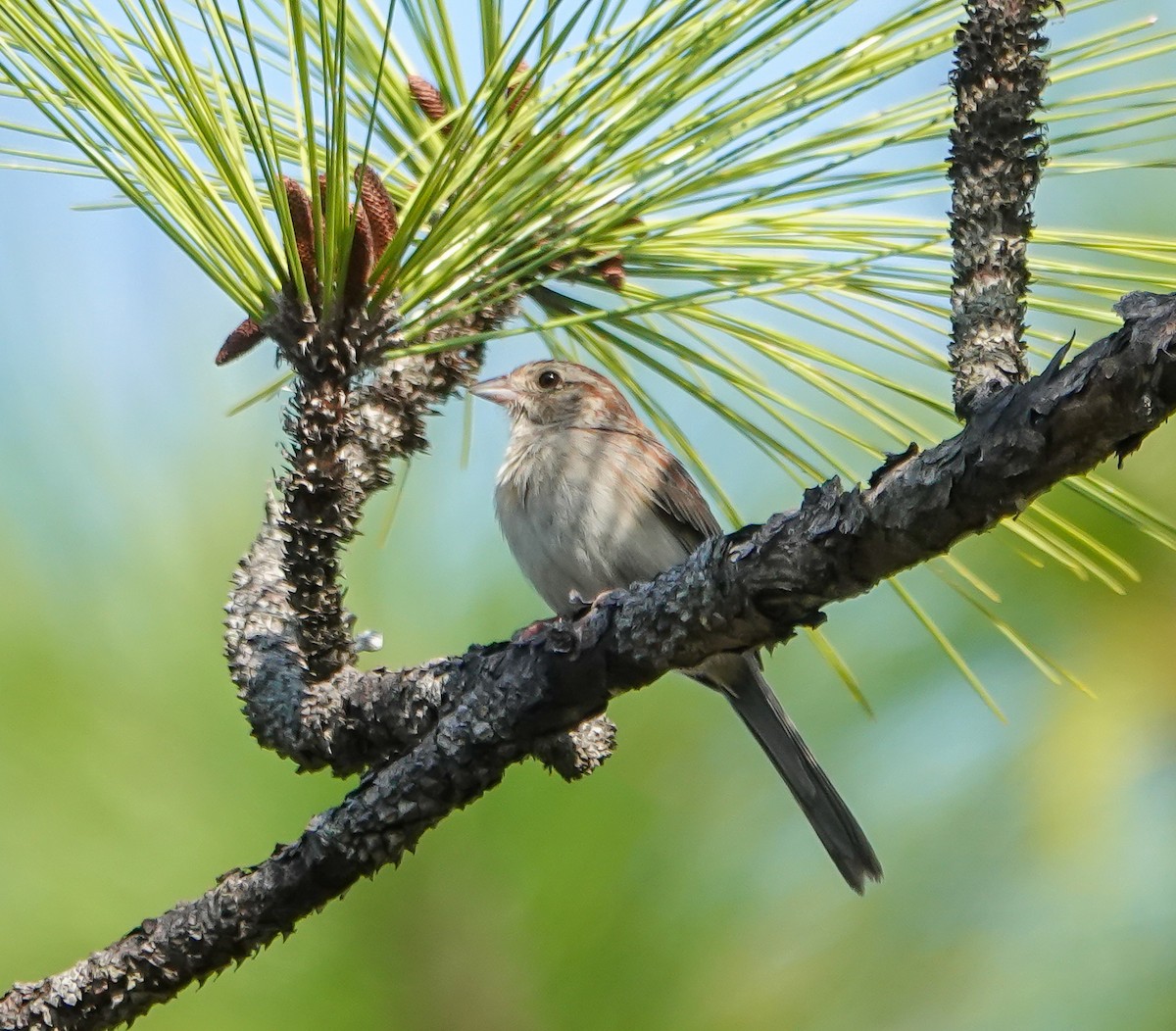 Bachman's Sparrow - ML635880628