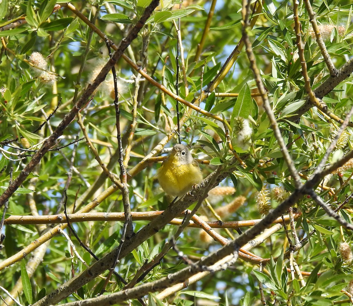 ズアカアメリカムシクイ - ML635880631