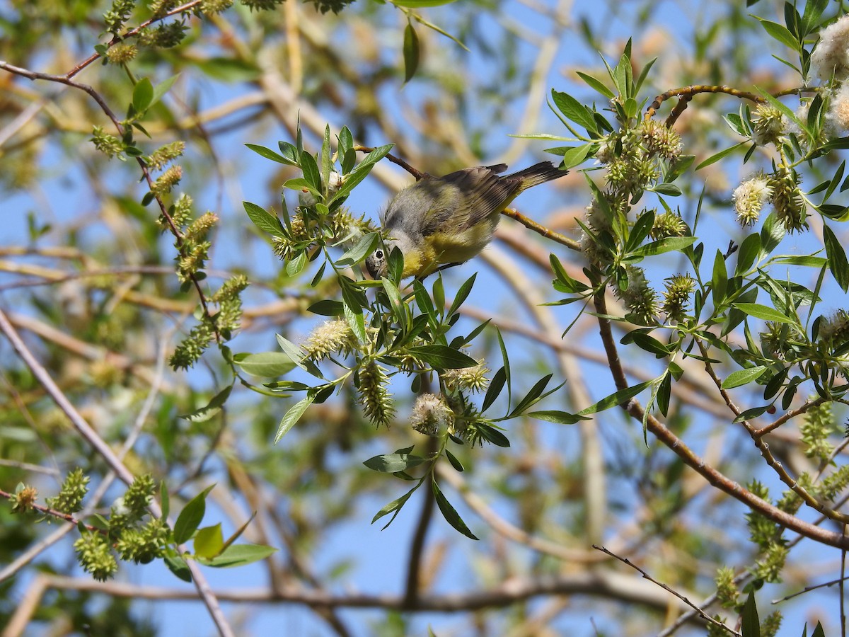 ズアカアメリカムシクイ - ML635880632