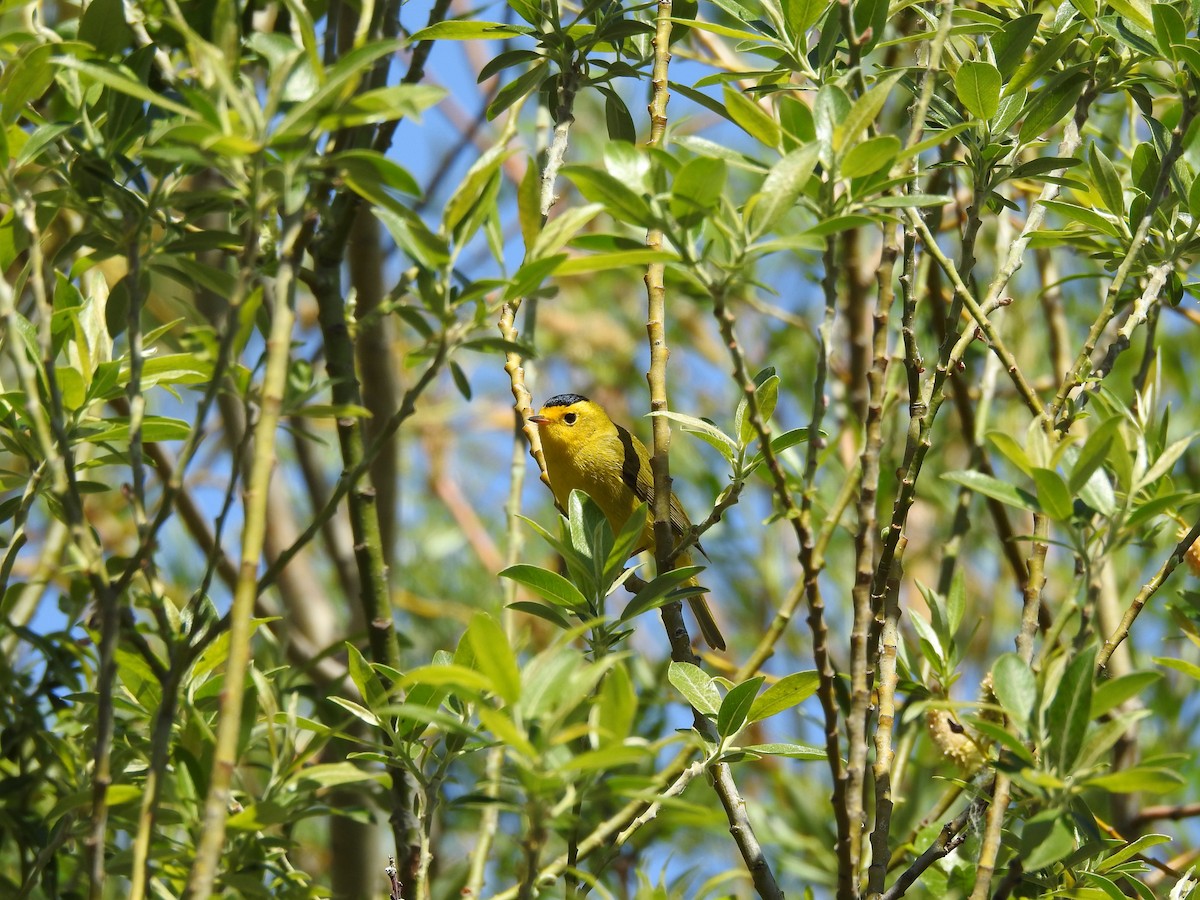 ウィルソンアメリカムシクイ - ML635880670