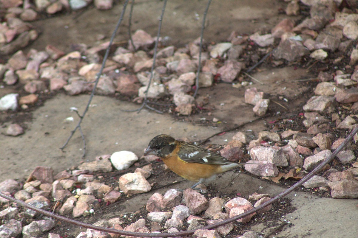 Black-headed Grosbeak - ML635880672