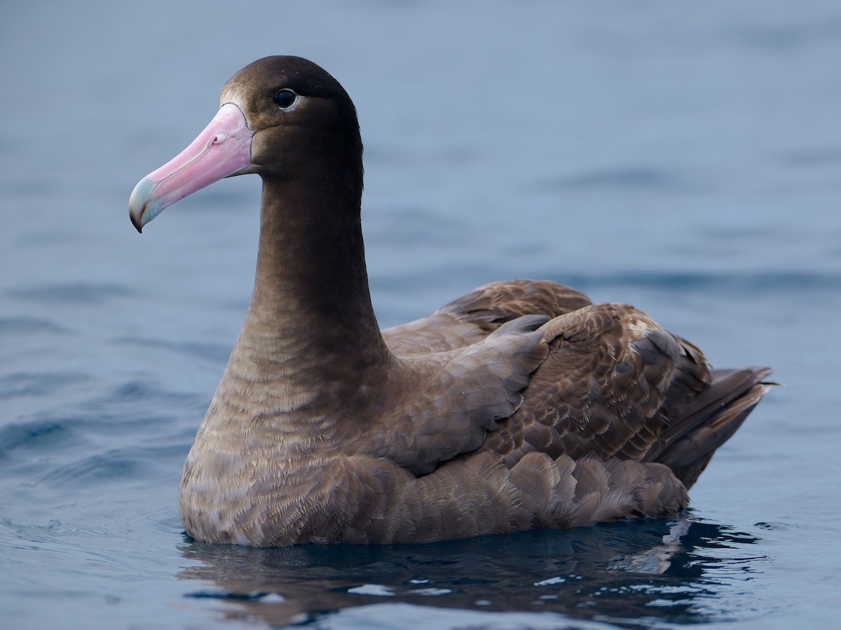 Short-tailed Albatross - ML635880677