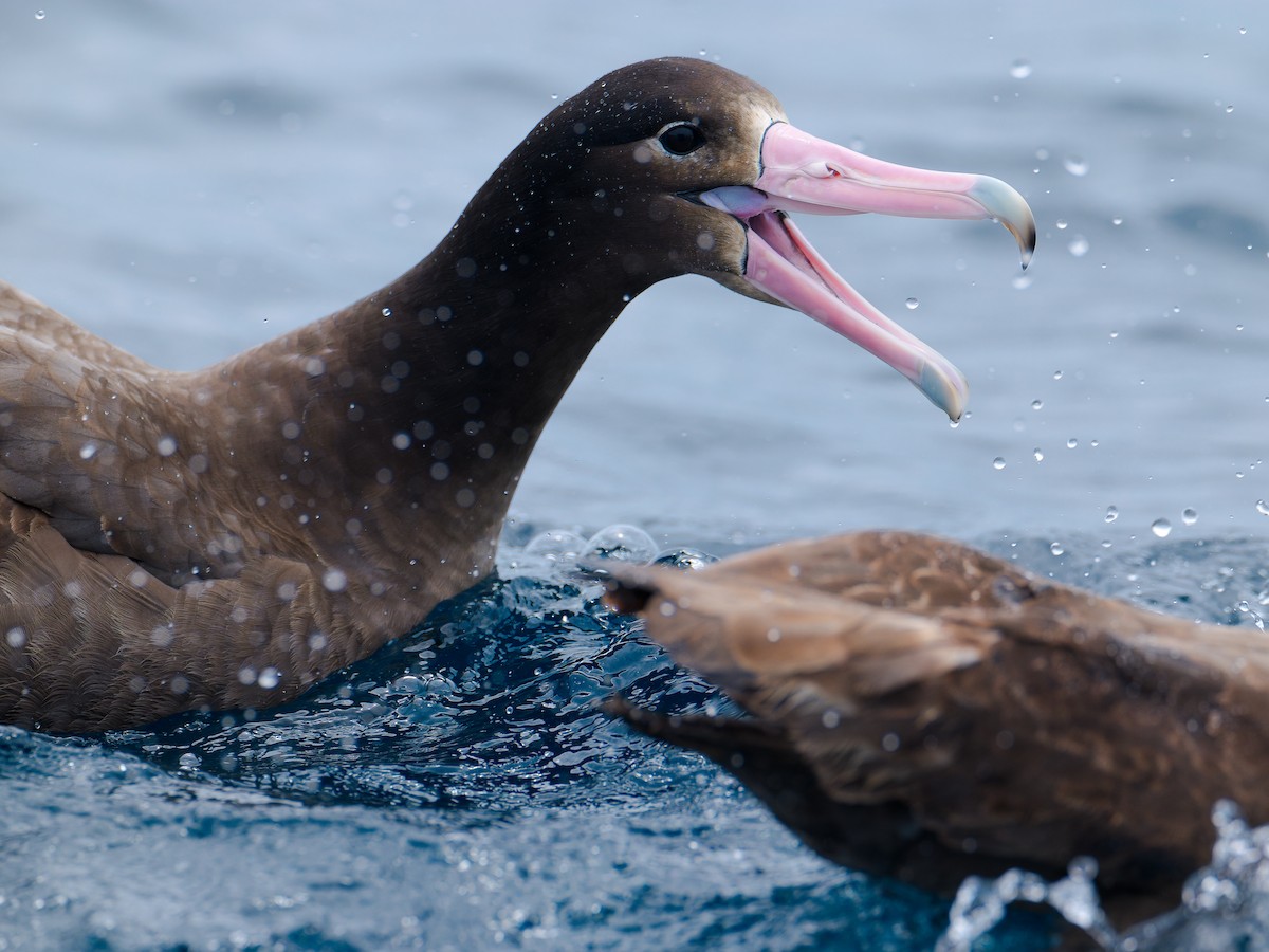 Short-tailed Albatross - ML635880684