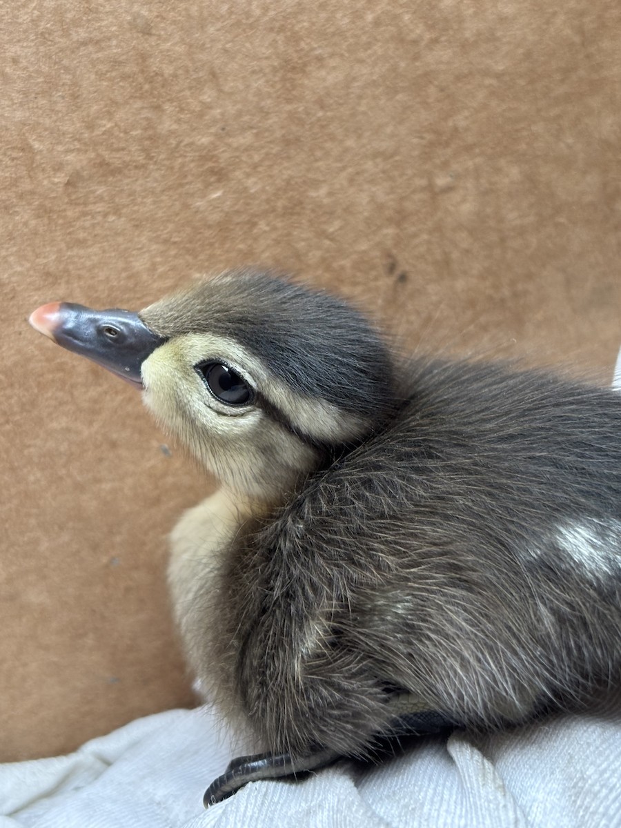 Wood Duck - ML635880705