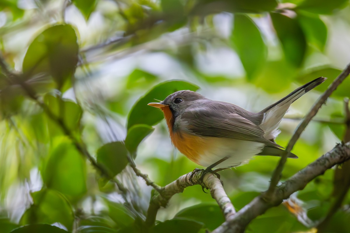 Kashmir Flycatcher - ML635880723
