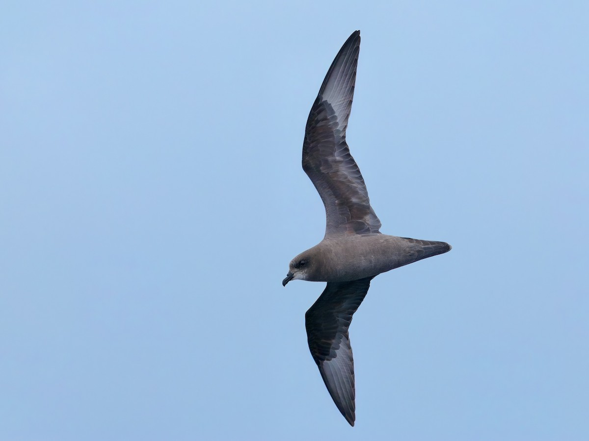Murphy's Petrel - ML635880797