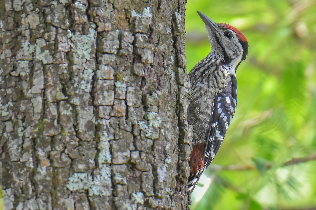 Stripe-breasted Woodpecker - ML635880814