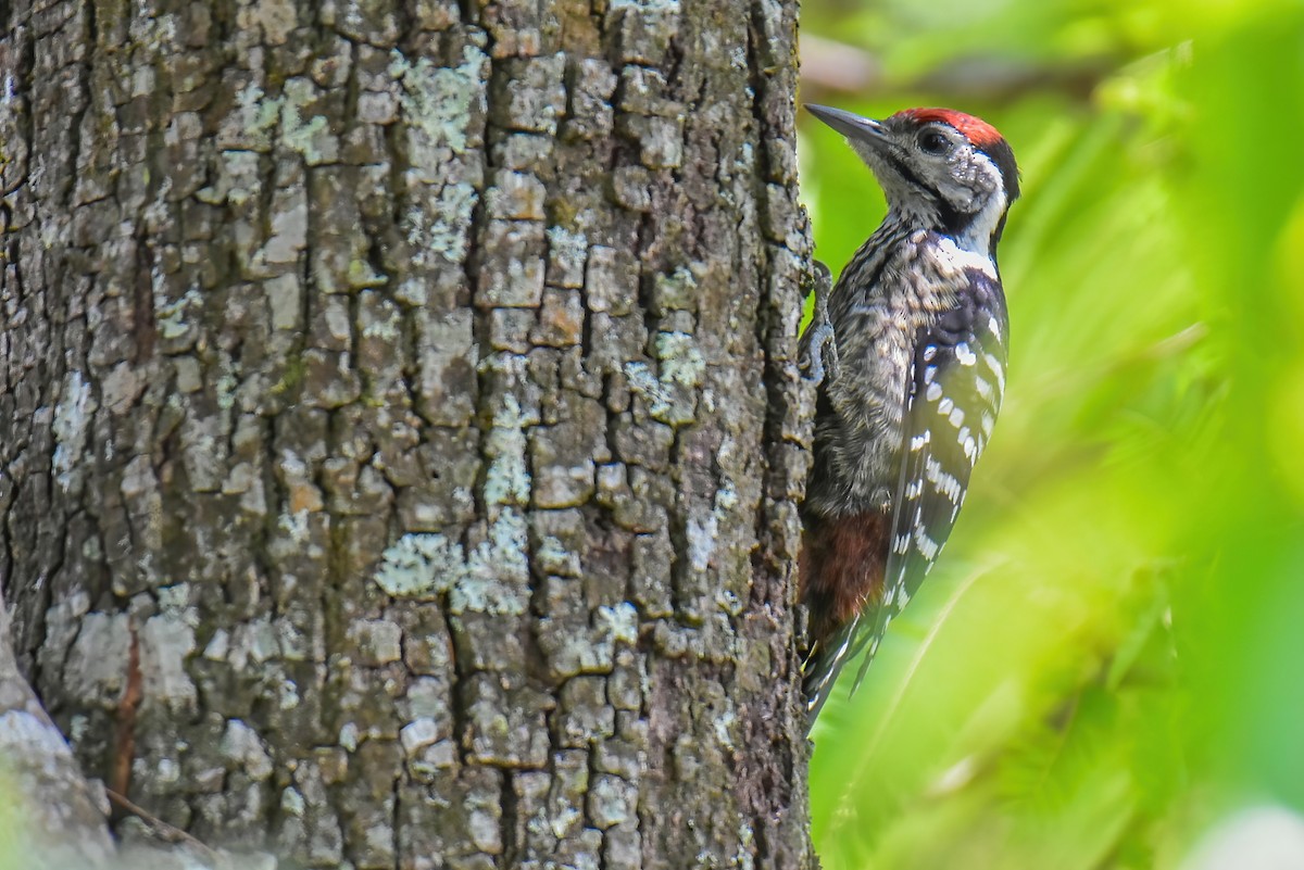 Stripe-breasted Woodpecker - ML635880815