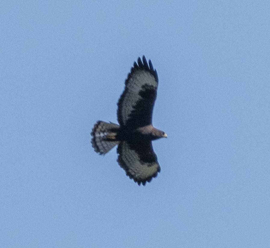 Short-tailed Hawk - ML635880906