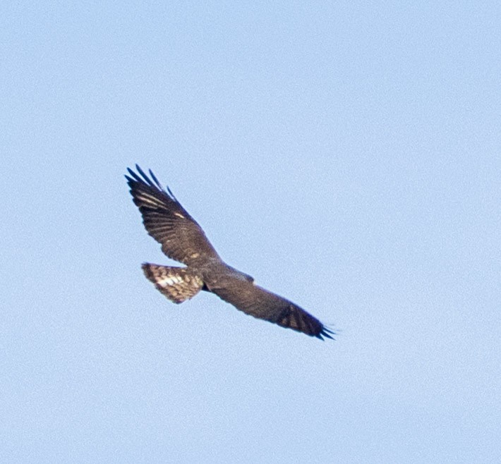 Short-tailed Hawk - ML635880908
