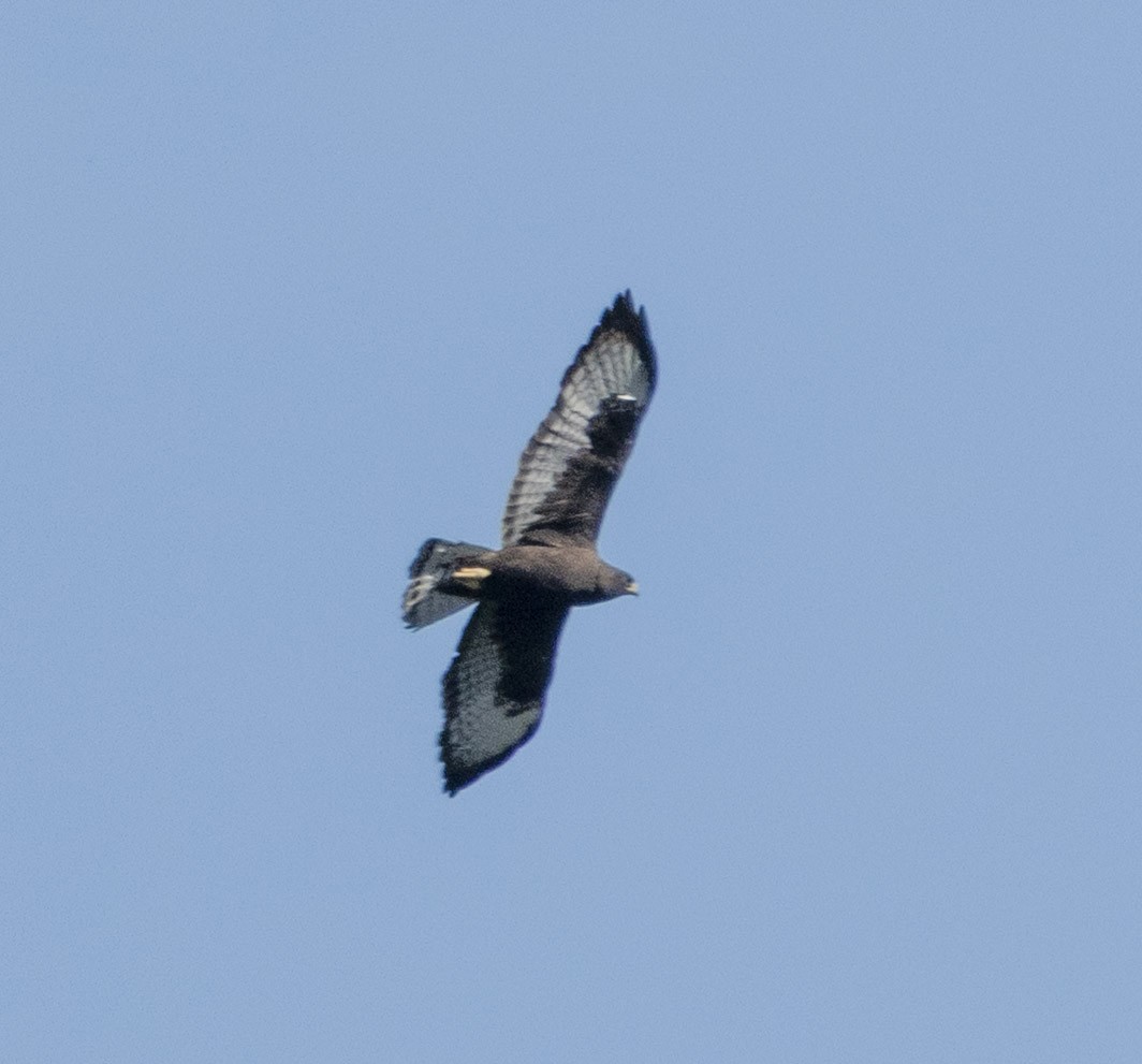 Short-tailed Hawk - ML635880909