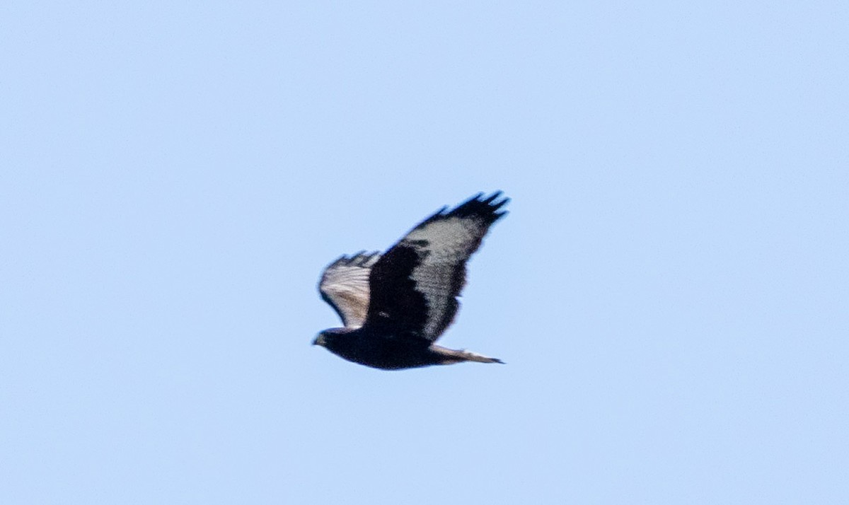 Short-tailed Hawk - ML635880910