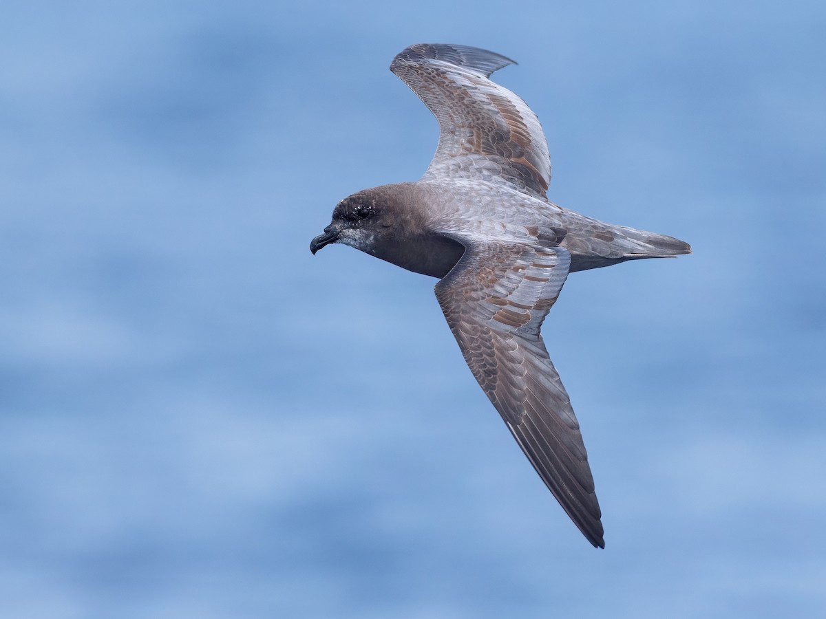 Murphy's Petrel - ML635880915