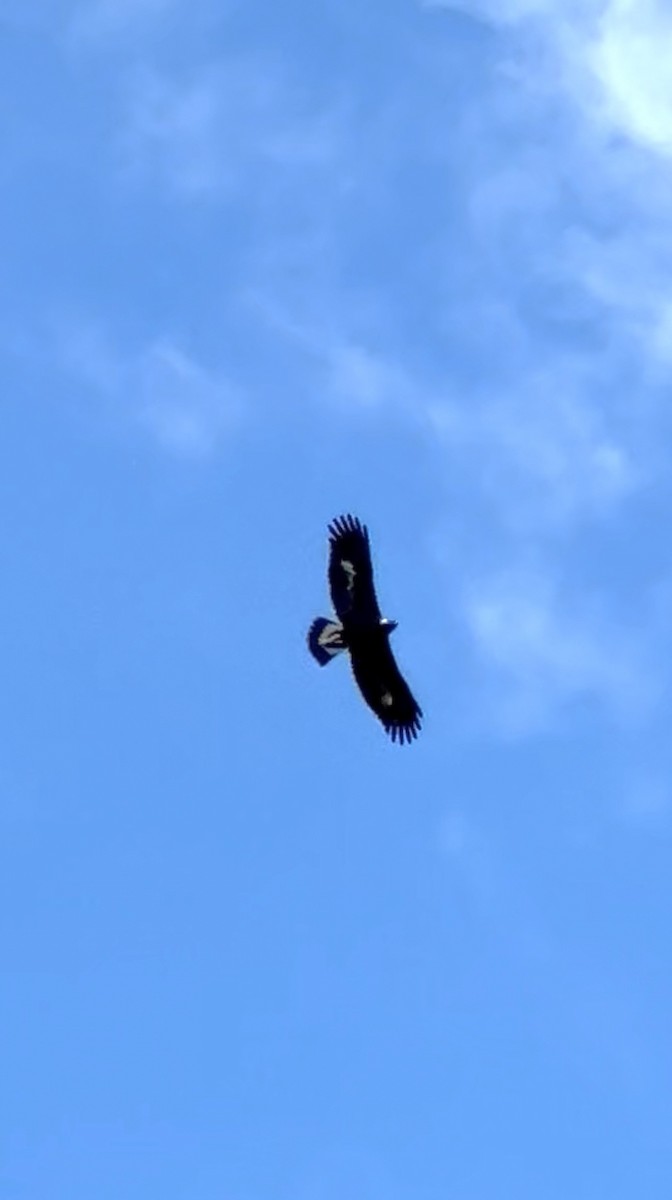 Golden Eagle - ML635880916