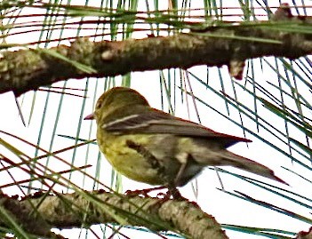 furuparula - ML635880922