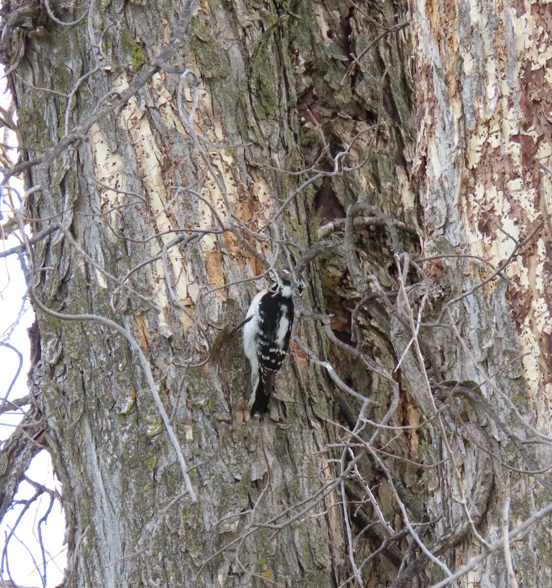 Downy Woodpecker - ML635880929