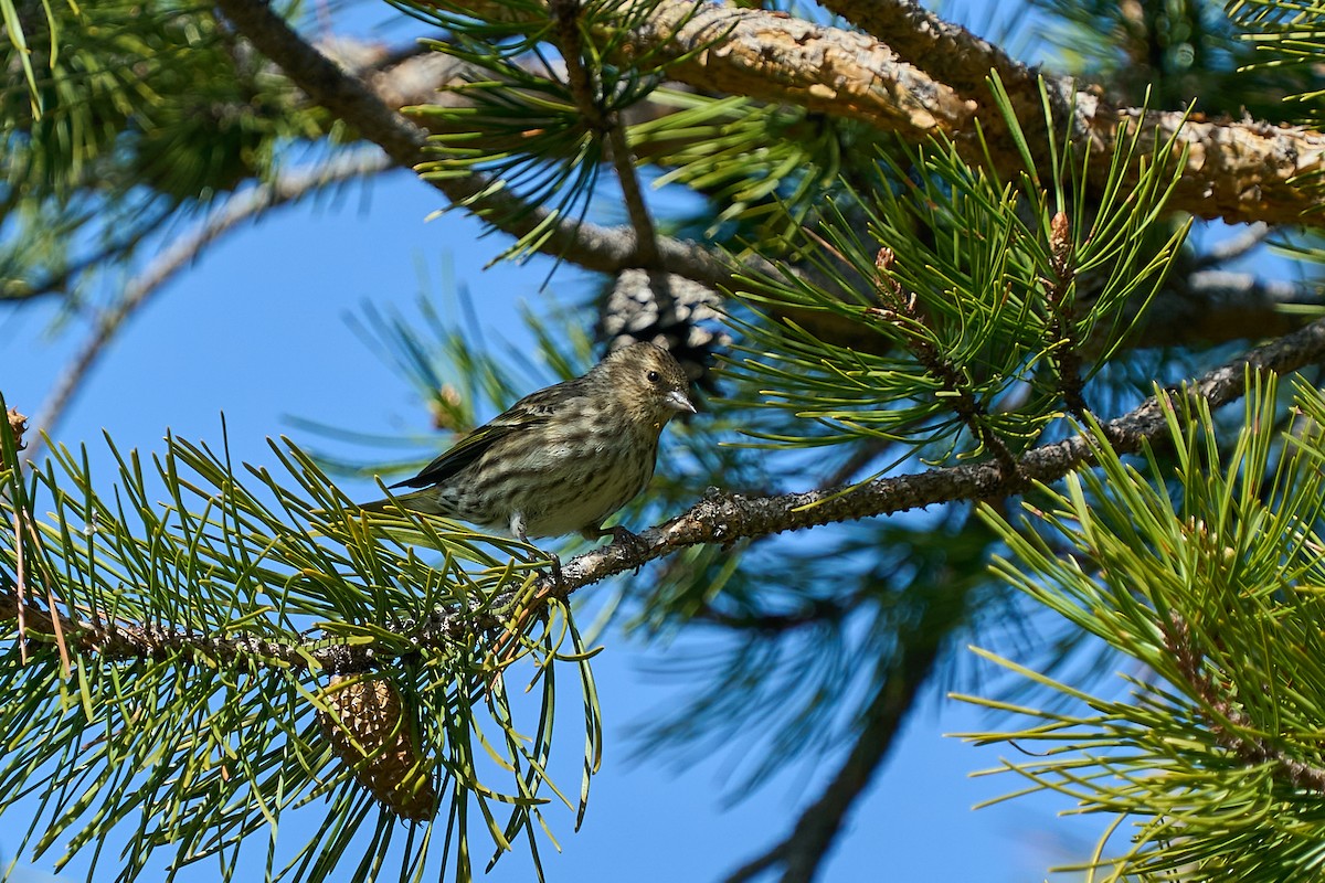 Pine Siskin - ML635880976