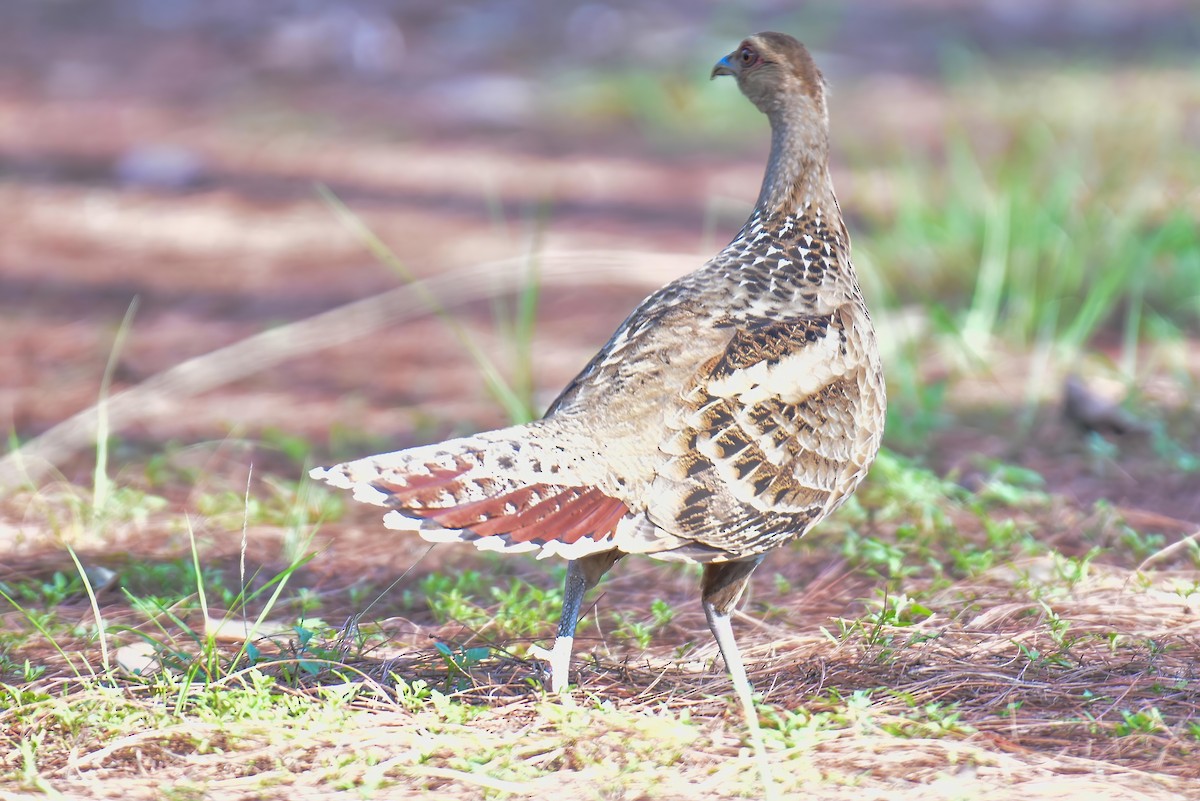 Mrs. Hume's Pheasant - ML635880983