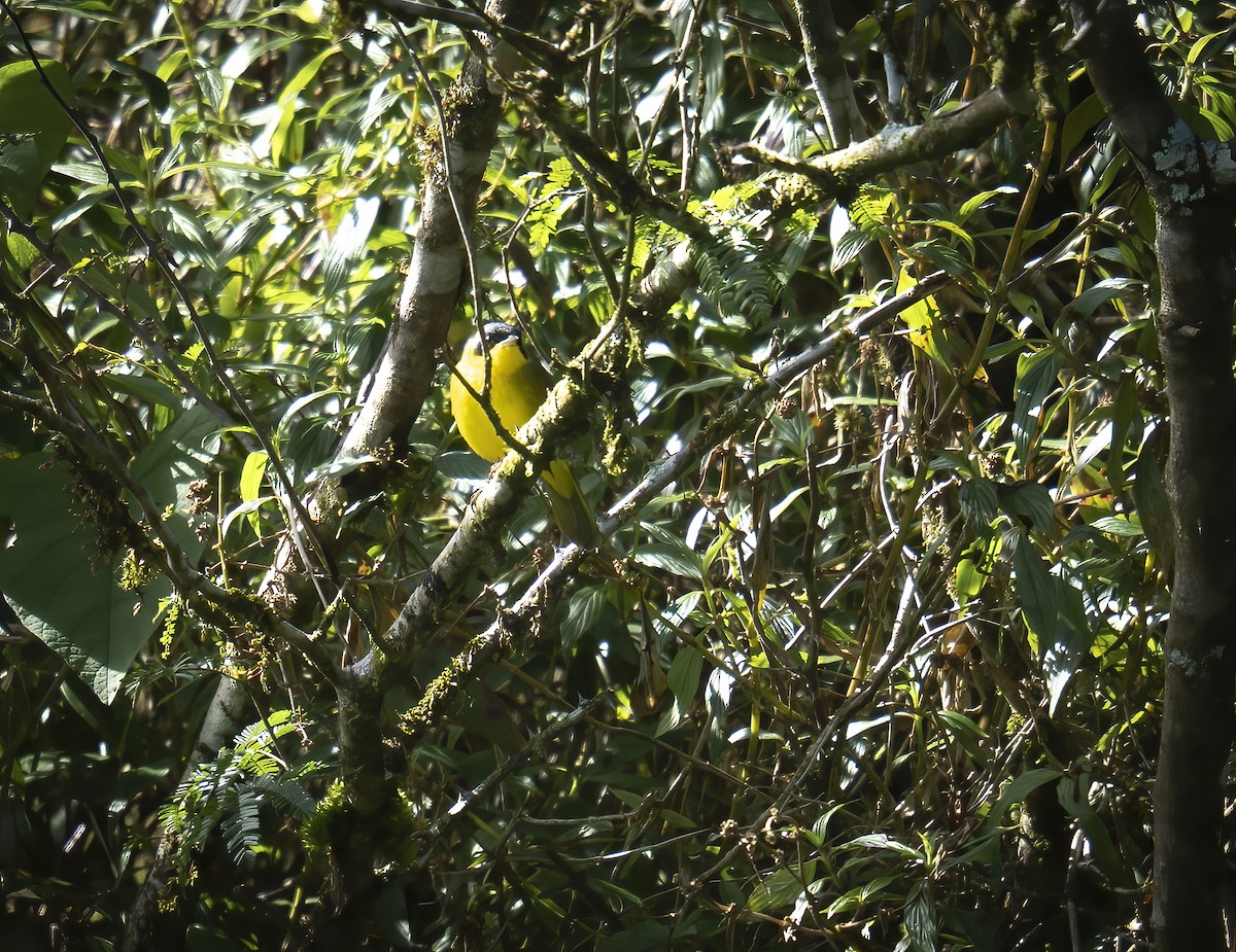 Southern Yellowthroat - ML635881020
