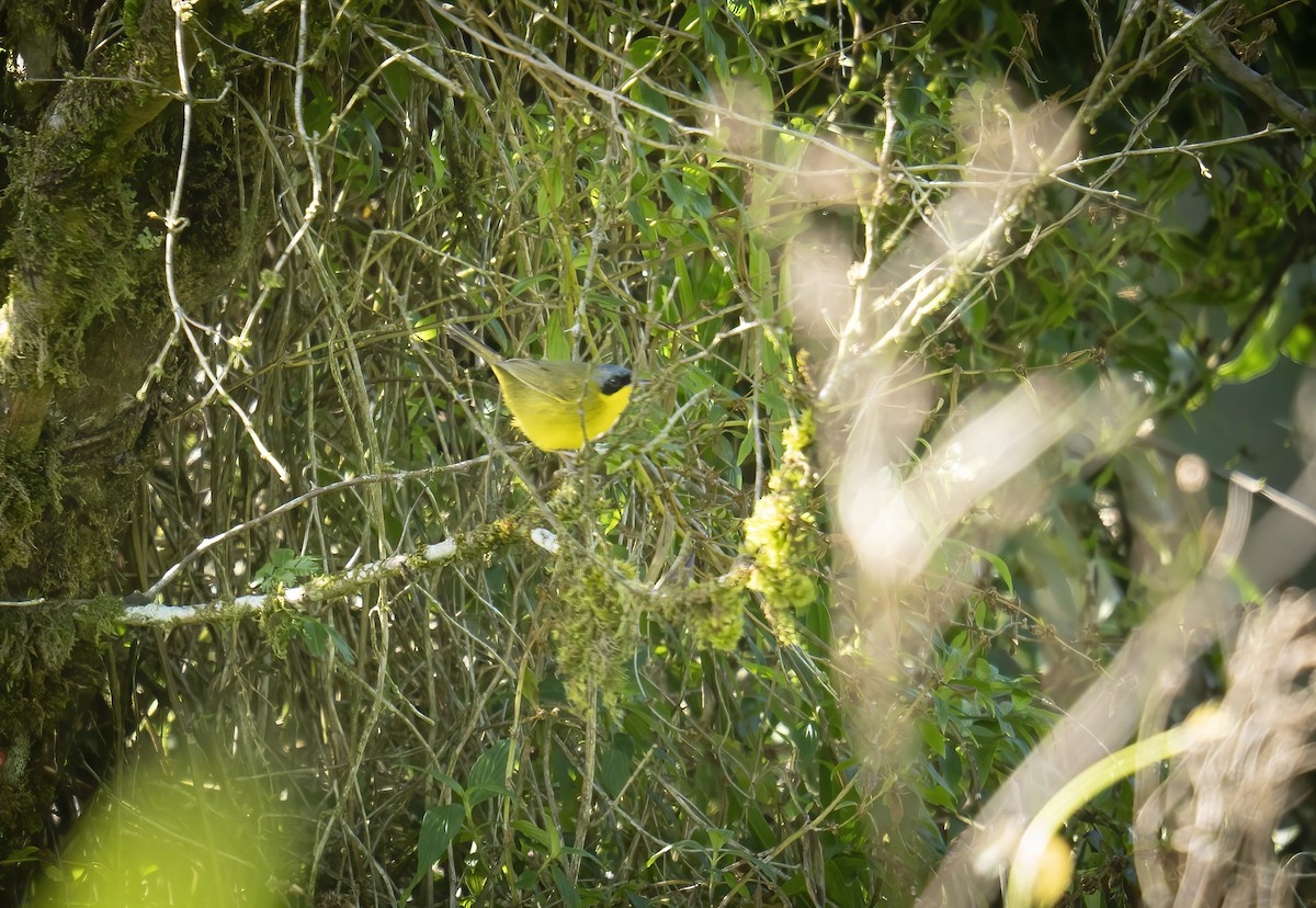 Southern Yellowthroat - ML635881021