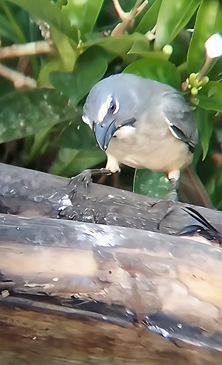 Olive-gray Saltator - ML635881060