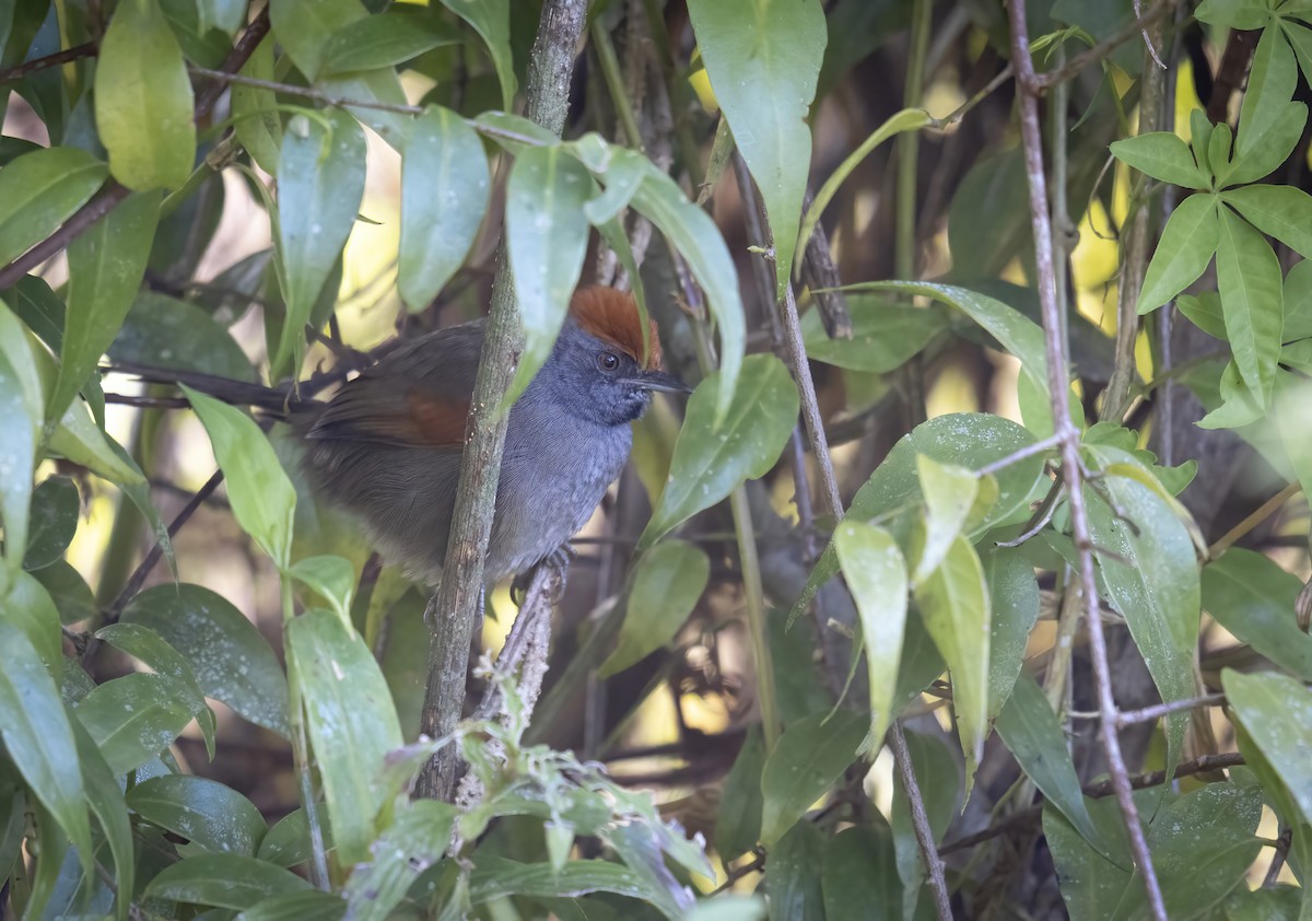 Spix's Spinetail - ML635881127
