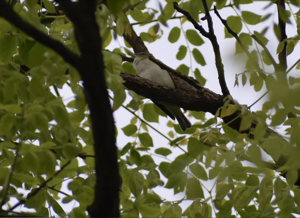 Vireo begigorria - ML635881165