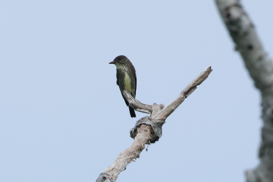 Olive-sided Flycatcher - Chris Daly