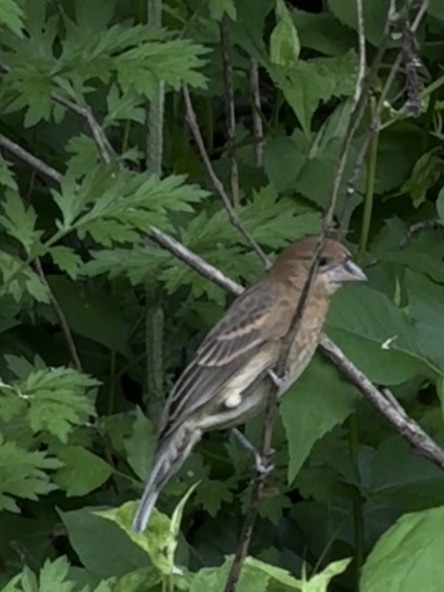 Indigo Bunting - ML635881332