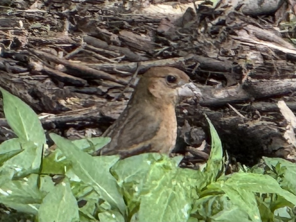 Indigo Bunting - ML635881334