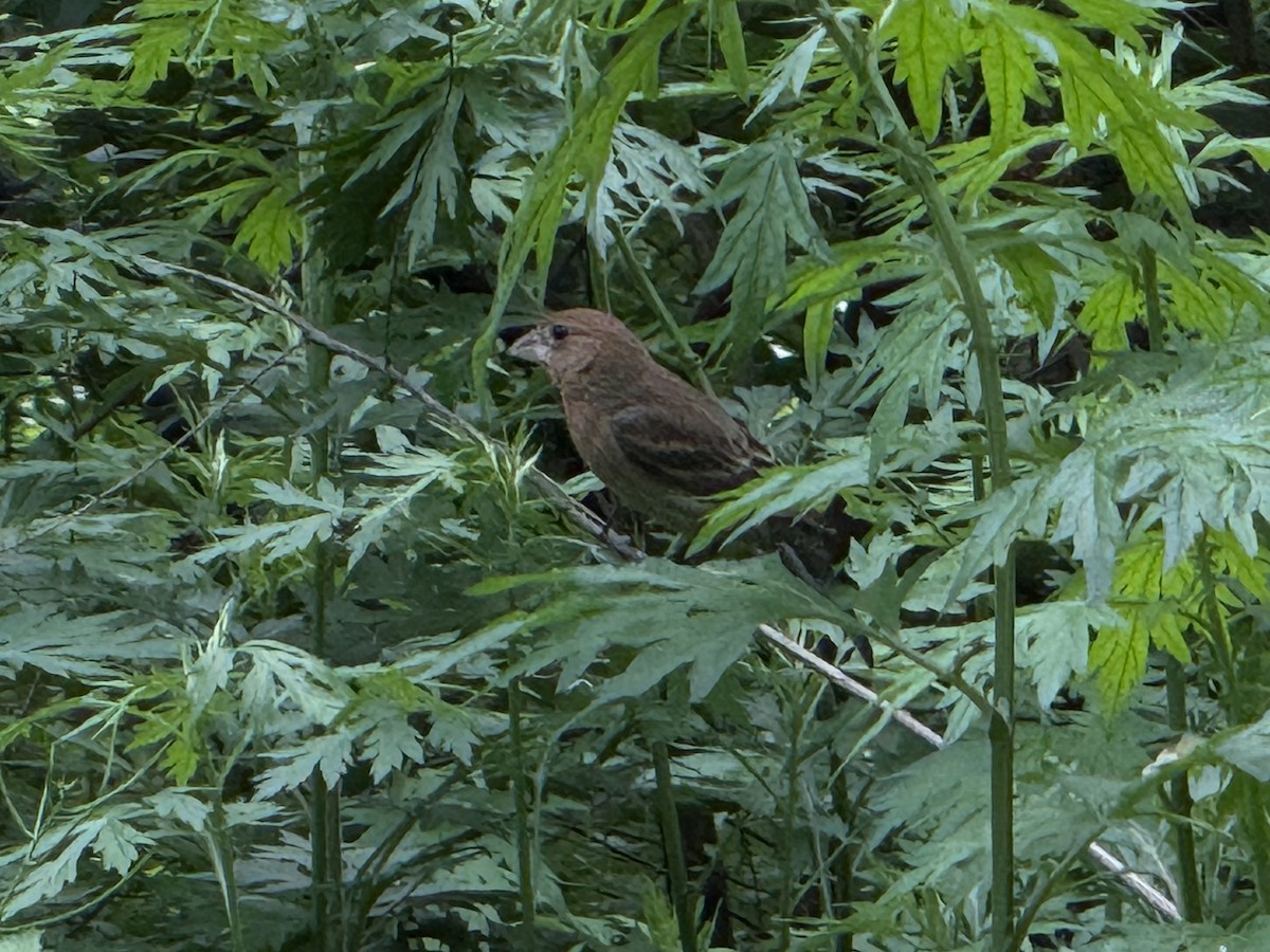 Indigo Bunting - ML635881335