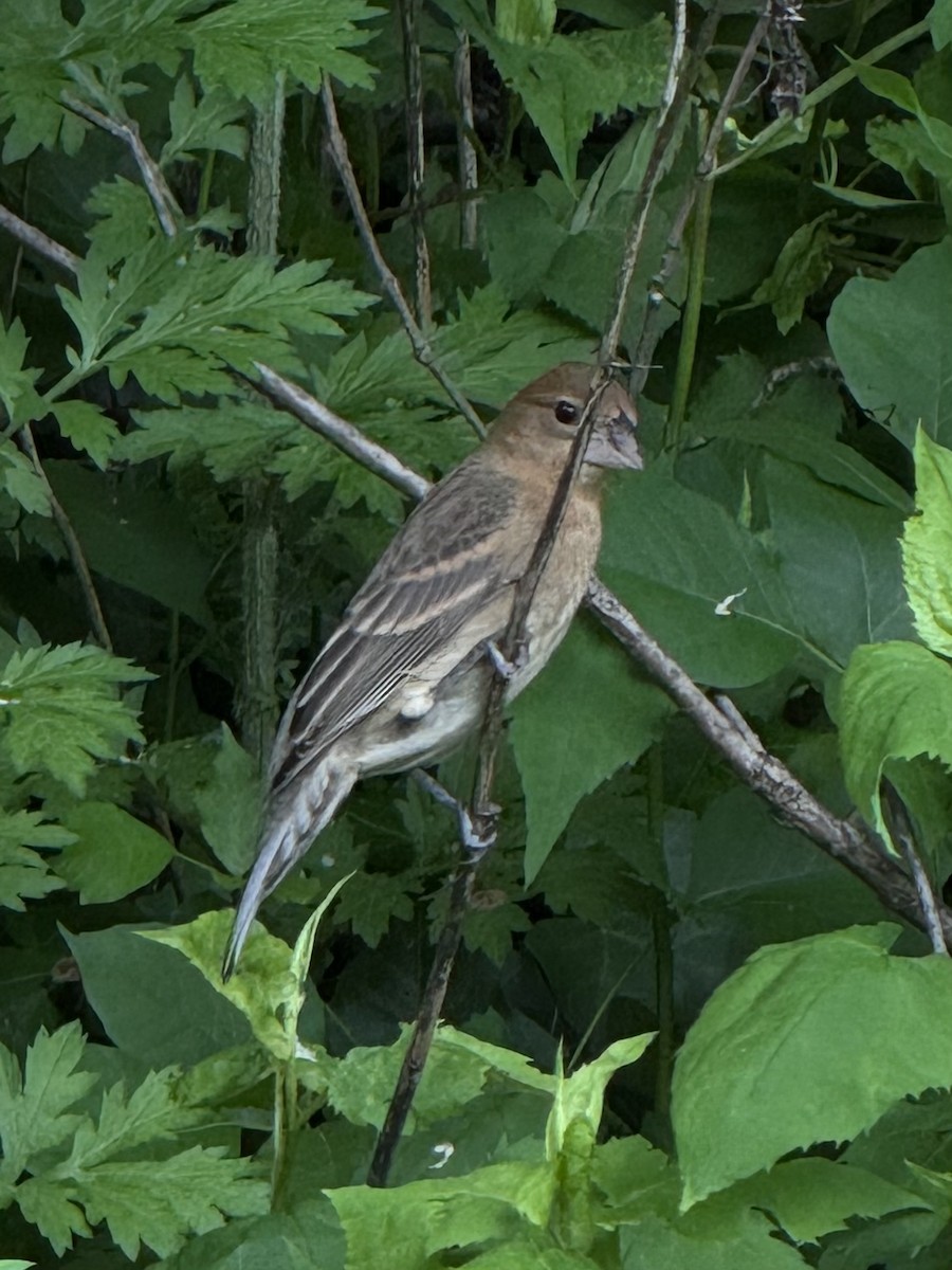 Indigo Bunting - ML635881336