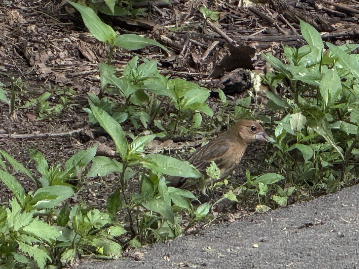Indigo Bunting - ML635881337